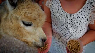 Texas’s Favorite Alpaca Ranch | Black Barn Alpacas | Floresville, TX