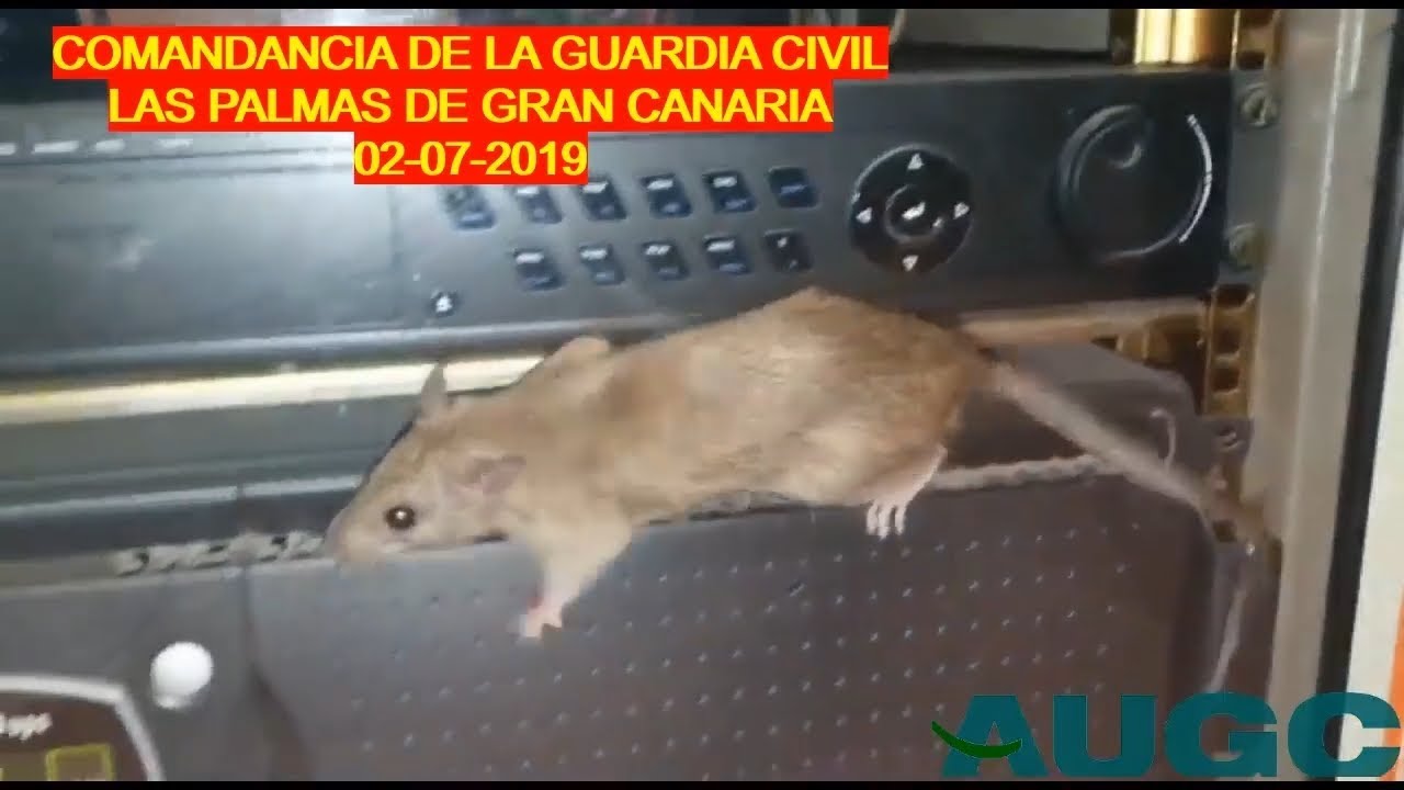 Ratas en el cuartel de la Guardia Civil de Las Palmas de Gran Canaria ...