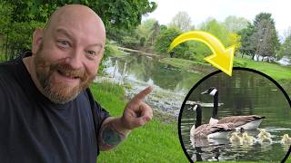 THE GEESE-LINGS ARE HERE! daily vlog 114