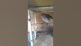 Cenzontle norteño cantando