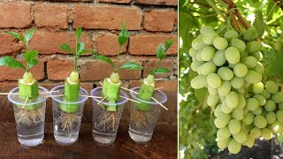 Simple method propagate grape tree with water, growing grape tree at home | grapes Grafting