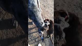 Staffordshire Bull Terrier Vs Great Dane