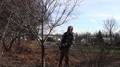 Pruning Maple Trees
