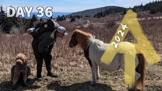 The Ponies of Grayson Highlands! - Day 36 - Appalachian Trail