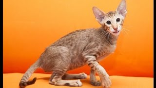 Интересные породы кошек!Веселое видео с кошками! Интересные породы кошек!Веселое видео с кошками!