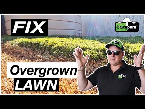 וִידֵאוֹ: טיפול במדשאה מגודלת - טיפים לתיקון דשא מגודל