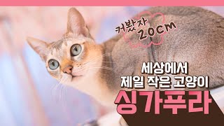 [펫과사전] ep10 세상에서 가장 작은 고양이, 싱가푸라/ singapura cat, the most smallest cat