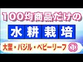 【水耕栽培】100均商品のみで育てる①【大葉・バジル・ベビーリーフ】