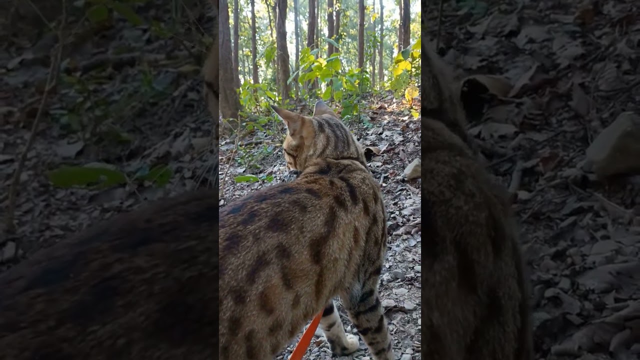 Indian Adventure Cat Walking Deep in Jungle 😳🐾