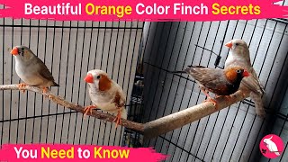 Finch Aviary Visit Full of Mutation Finches || Aviary Visit Part 3