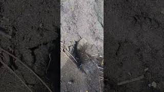 The Monster With Ticks