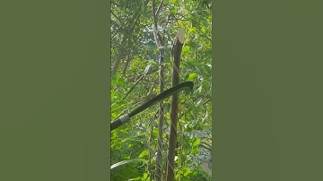 Tôi làm con dao quắm phát rẫy bằng thép vòng bi xe tăng chặt cây như chặt chuối vậy