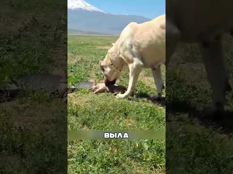 Алабаи против волков за обиженого ЩЕНКА🐕💔⚔️