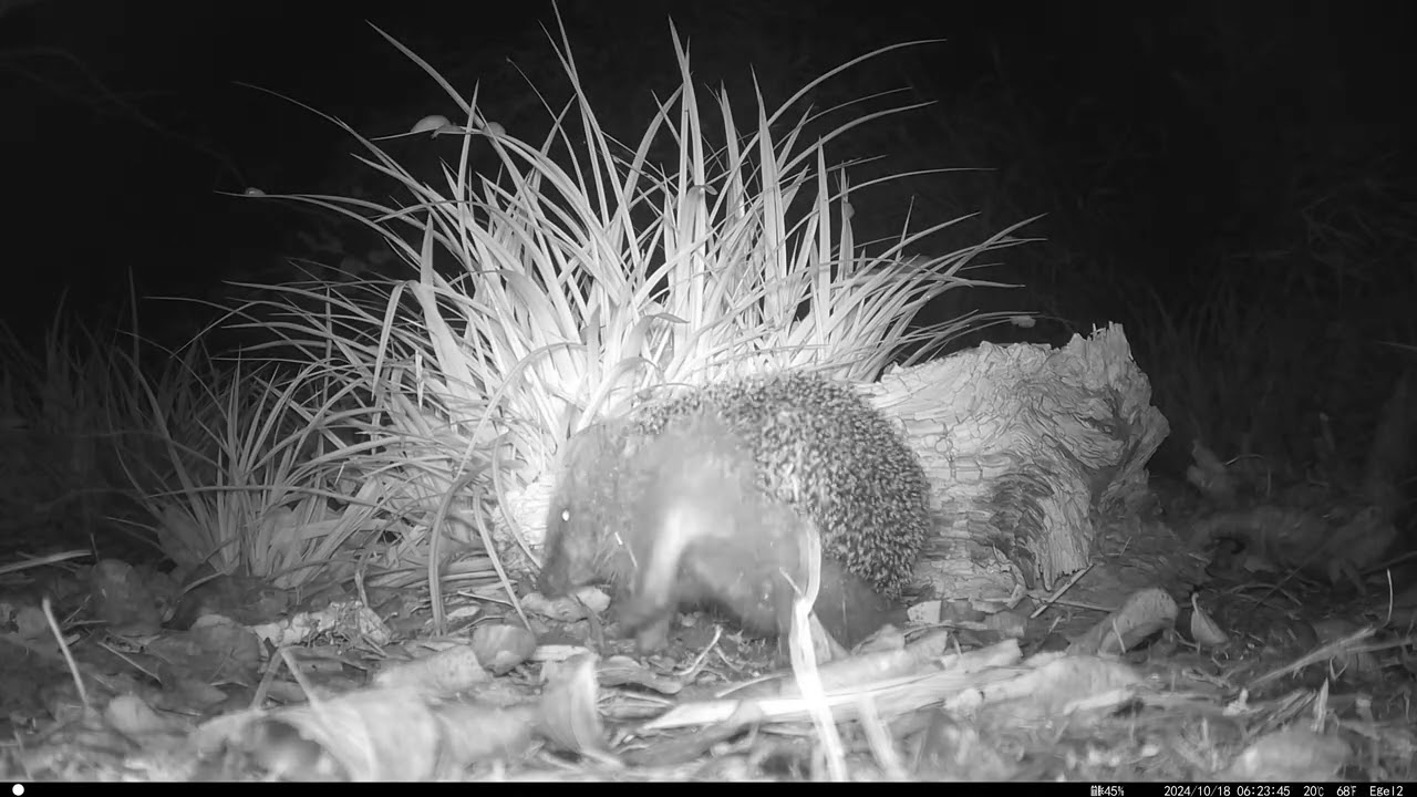 Persistent little hedgehog