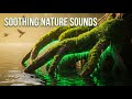 🌿Ancient Forest River | Light Rain Ambience | For Deep Sleep  🌧️Relaxing Nature Sounds | Birdsong Na