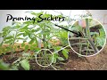 Why We Prune Our Tomatoes | Beehive Update