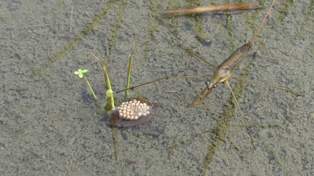 タガメは最強 刺されると毒よりも恐ろしい物が