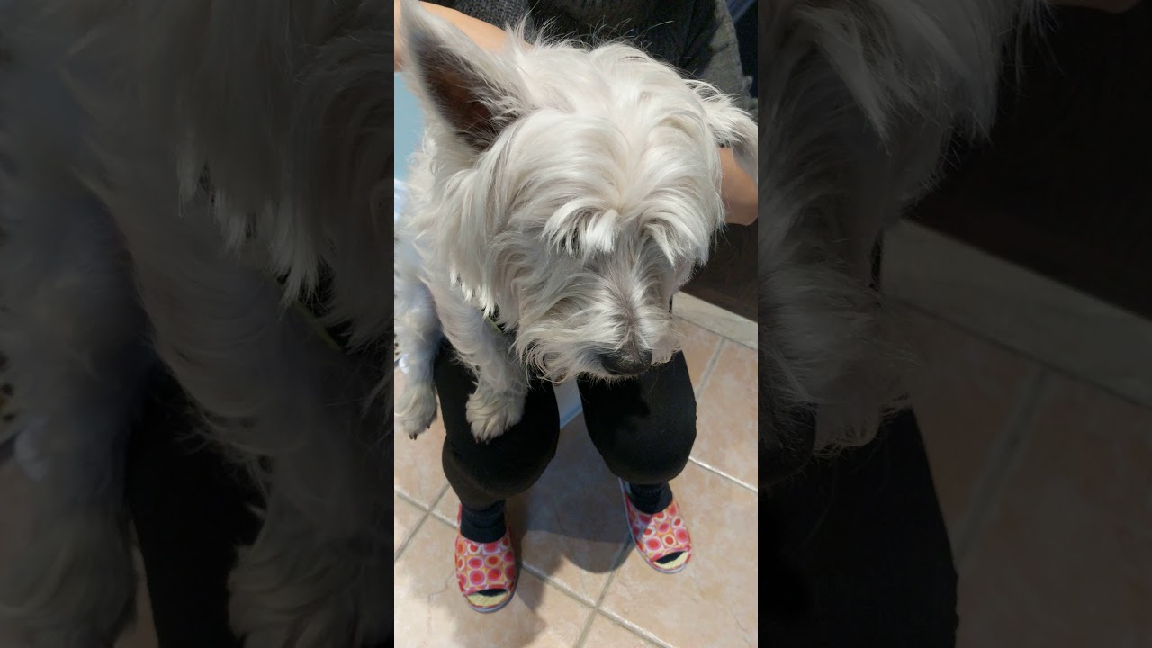 Westie Highland Getting Fat YouTube