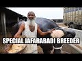 Special jafarabadi buffalo breeder of Gujarat