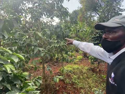 Sustainable coffee farm in Kenya