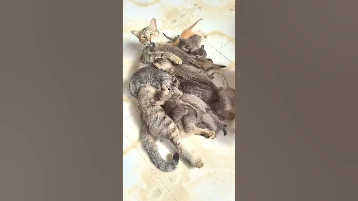 Video 11435741: cats kittens cutecat catlife, cat kitten kitty cutecat, hilarious cat, mother cat, cute hilarious cats, cat cute funny hilarious