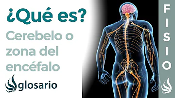 ¿Qué función cumple el cerebelo en el aprendizaje?