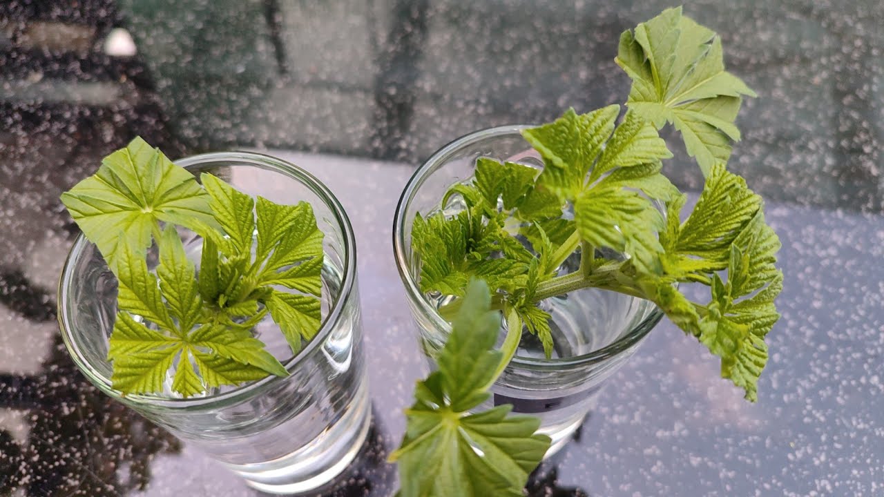 Cannabis Stecklinge machen...klonen Gewächshaus Outdoor Grow 2024 YouTube