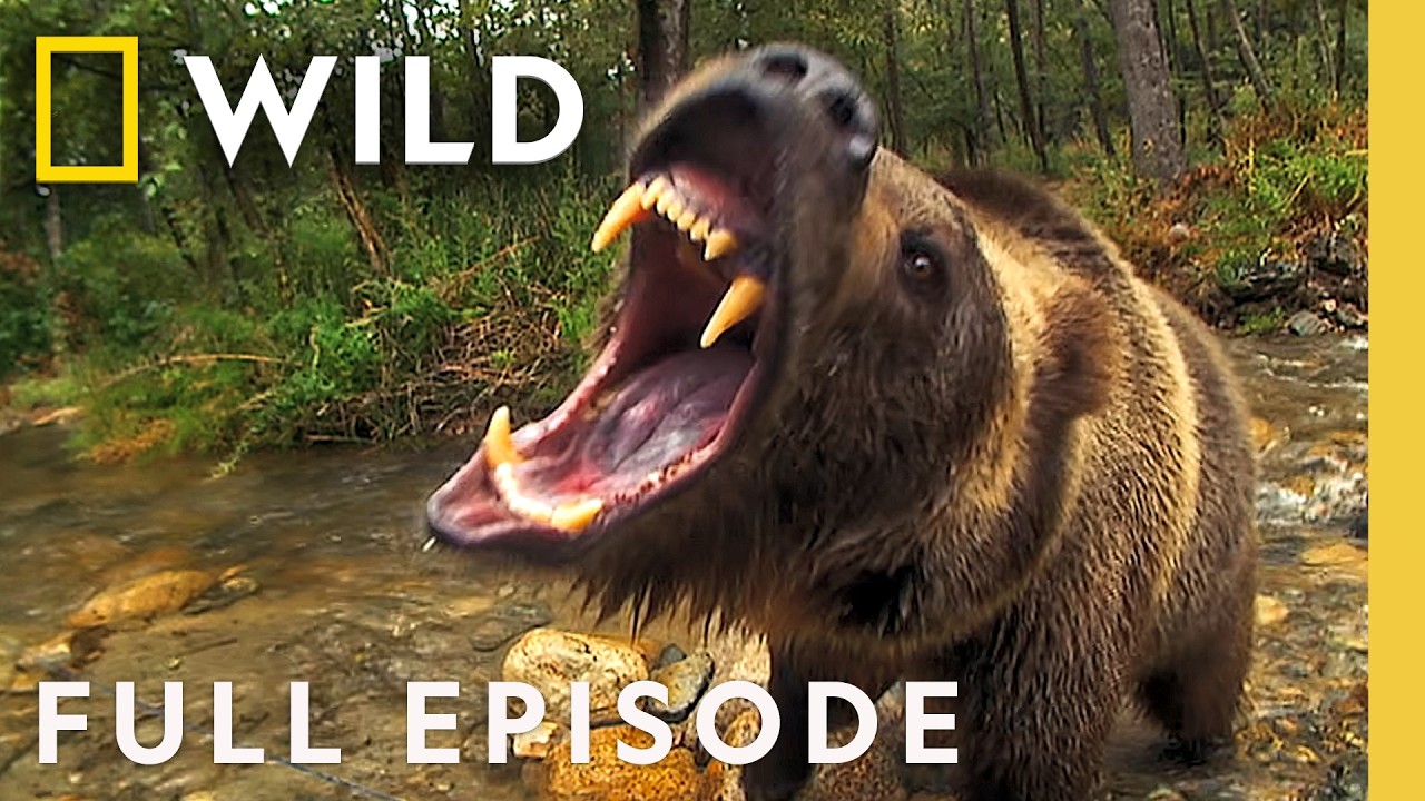 Exploring America’s Last Untamed Frontier (Full Episode) | Alaska’s Most Dangerous Wildlife | National Geographic – Documentary