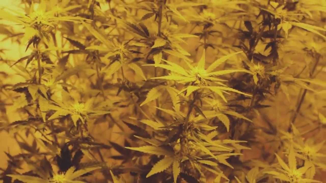 СОНШИ АЛЕФ  -  Для Фаста (DIRTY) 720