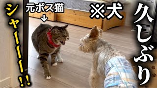 【緊急事態】急遽我が家に犬がやってきて大変なことになりました