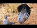 Pombo-de-Crista - Uma bela ave da fauna australiana