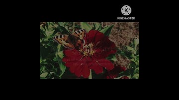 قل اعوذ برب الناس ✨ ماهر المعيقلي ✨حالات واتس✨قراءة هادئة لنوم عميق ✨@قرآن كريم آرح قلبك