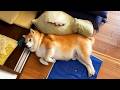 おともだちにぴったりフィットする柴犬