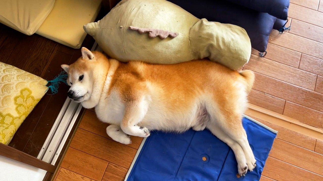 おともだちにぴったりフィットする柴犬