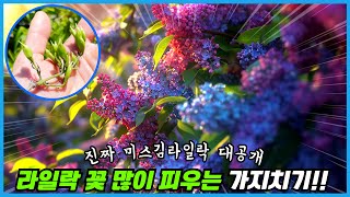 라일락 꽃을 많이 피우려면 5월 이것들을 반드시 제거하세요!! 라일락 키우기의 모든것!!