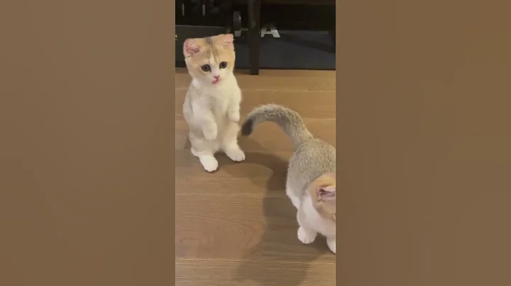 Watch the video about Kitten #cat #cute #kitten #cats #pets #trend #funny #fyp #trendingshorts #trending #fypage#fun