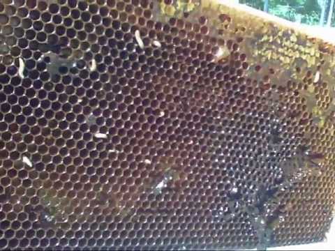 download wax worms petsmart download wax worms petsmart