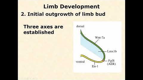 BIOL 3406 Unit 2 4 2 Building Animals Vertebrate Limbs