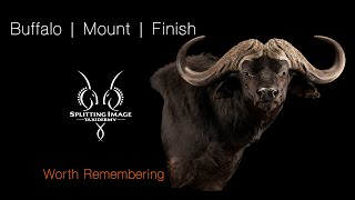 Cape Buffalo | Mounting and Finishing Process | Splitting Image Taxidermy