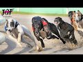 Greyhound Racing Marathon 875m 🔥🏁🔥