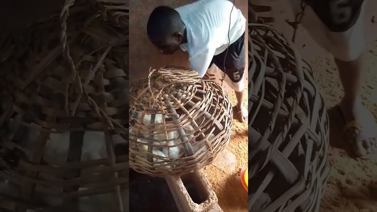 how to start a poultry farm (second step) YouTube