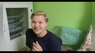 картинка: Инкубация гусиных яиц