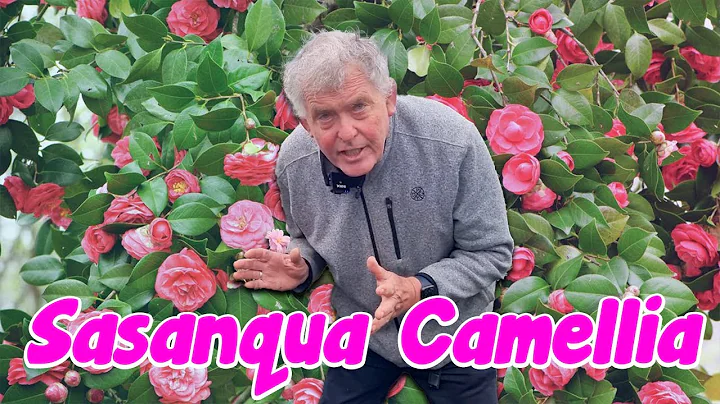 The beauty of Sasanqua Camellia. - DayDayNews