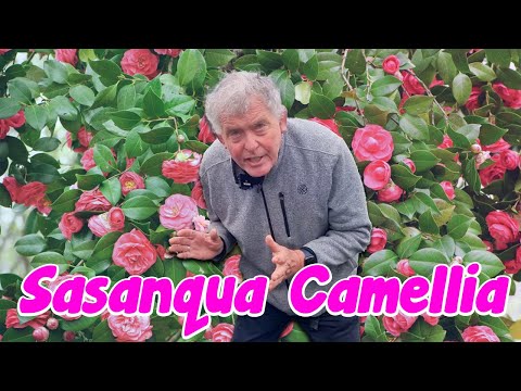 Video: Japanese camellia - blooming beauty