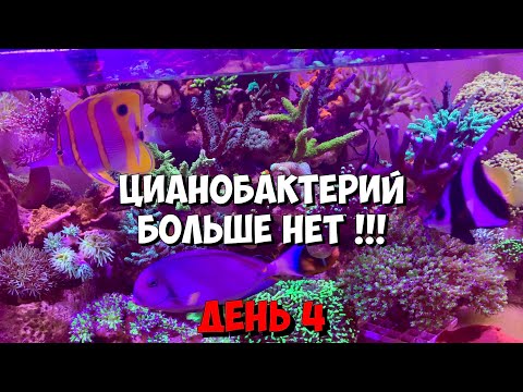 Борьба с цианобактериями
