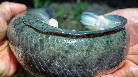 Cắm Câu Cá Lóc Trên Ruộng Lúa Mùa Này Toàn Cá Ngon || Snakehead fishing in rice fields