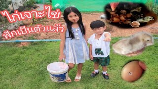 ไก่ฟักออกจากไข่ แยกลูกไก่ By เอิร์ท&ออม #ไก่ฟักไข่ #ไก่น้อย