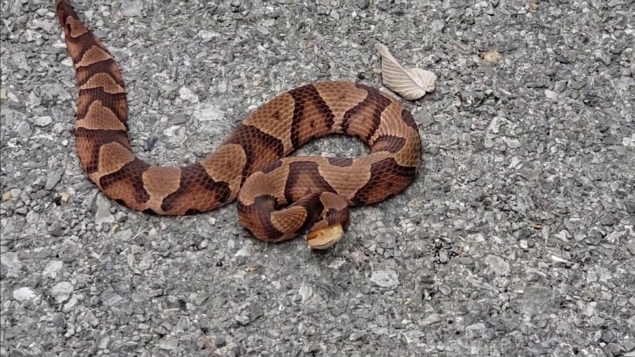 Copperhead snake in the Shawnee National Forest Illinois - YouTube