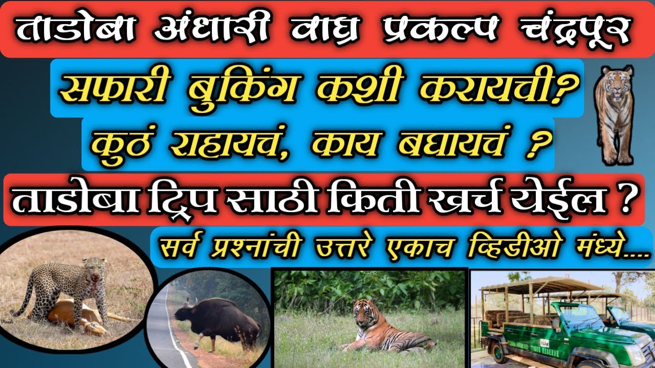ताडोबा अंधारी वाघ्र प्रकल्प चंद्रपूर || Tadoba Andhari reserve Chandrapur || tadoba moharli gate ||