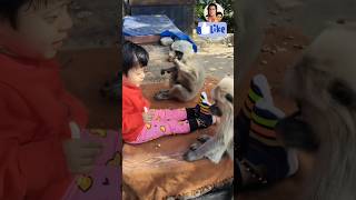 Baby Girl’s Sweet Friendship with Langurs 🐒❤️ So Adorable! #shorts  #BabyAndLangur#CuteMoments